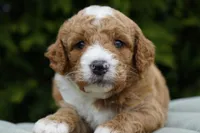 Biscuit, a male Goldendoodle for sale in Millersburg, IN – Photo 2 of 4