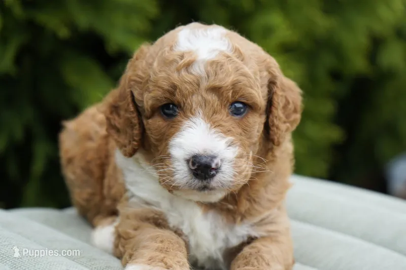 Biscuit – Goldendoodle puppy for sale in Millersburg, IN