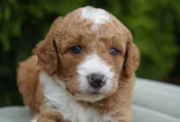 Biscuit, a male Goldendoodle for sale in Millersburg, IN – Photo 3 of 4