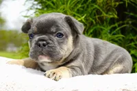 Koda, a male French Bulldog for sale in Millersburg, IN – 3 of 7