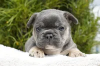 Koda, a male French Bulldog for sale in Millersburg, IN – 2 of 7