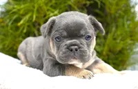 Koda, a male French Bulldog for sale in Millersburg, IN – 6 of 7
