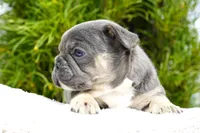 Koda, a male French Bulldog for sale in Millersburg, IN – 7 of 7