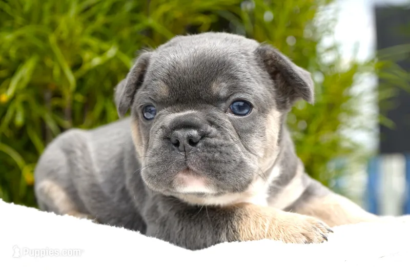 Koda – French Bulldog puppy for sale in Millersburg, IN