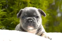 Koda, a male French Bulldog for sale in Millersburg, IN – 4 of 7