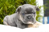 Koda, a male French Bulldog for sale in Millersburg, IN – 5 of 7