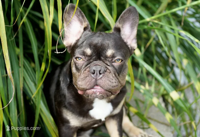Mochi – French Bulldog puppy for sale in Millersburg, IN