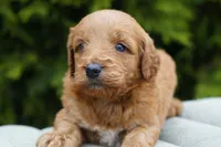 Honey, a female Goldendoodle for sale in Millersburg, IN – Photo 2 of 4
