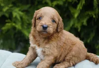 Honey, a female Goldendoodle for sale in Millersburg, IN – Photo 3 of 4