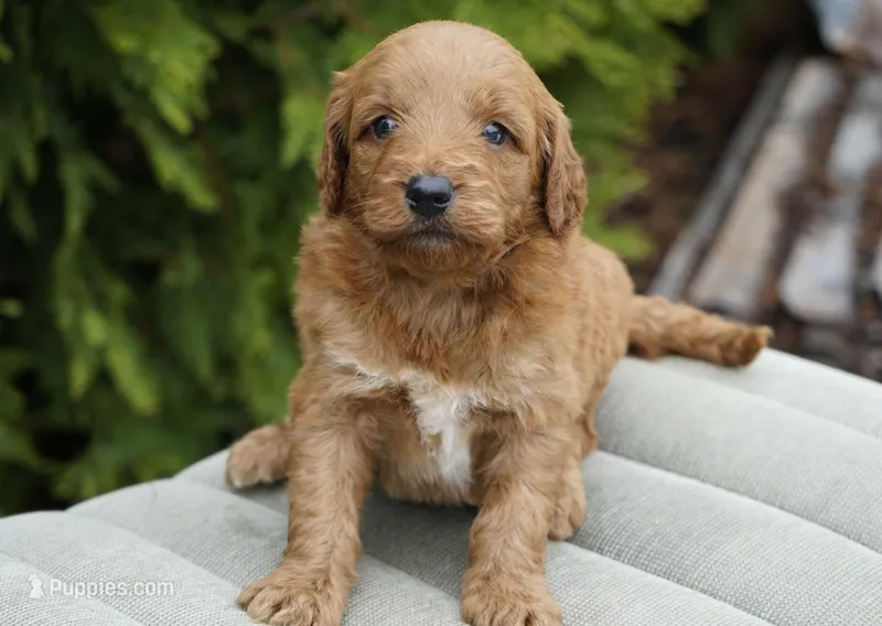 Honey – Goldendoodle puppy for sale in Millersburg, IN