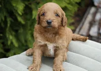 Honey, a female Goldendoodle for sale in Millersburg, IN – Photo 1 of 4