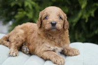 Honey, a female Goldendoodle for sale in Millersburg, IN – Photo 4 of 4
