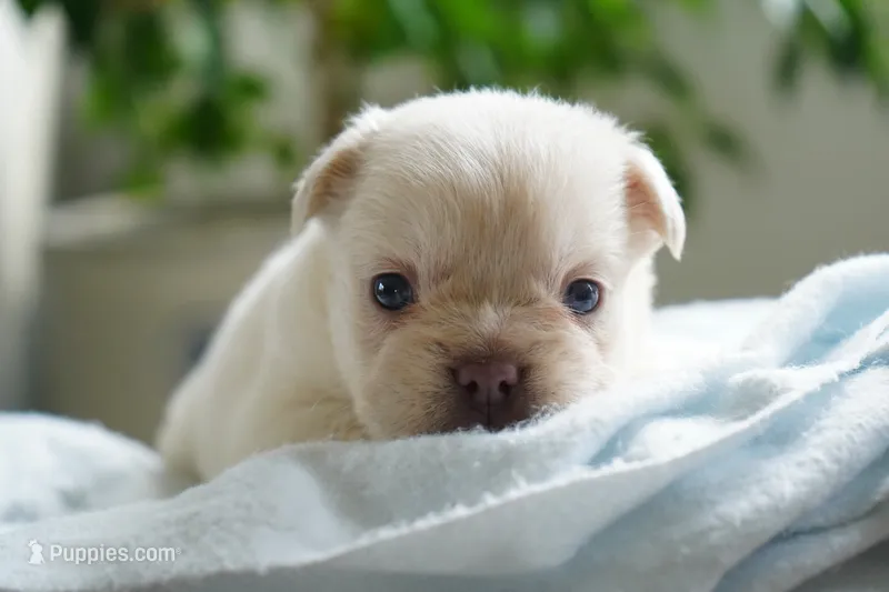 Zoe – French Bulldog puppy for sale in Millersburg, IN