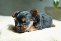 Gizmo, a male Yorkshire Terrier for sale in Millersburg, IN – 4 of 5