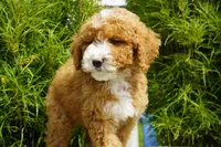 Rusty, a male Miniature Goldendoodle for sale in Millersburg, IN – 2 of 4