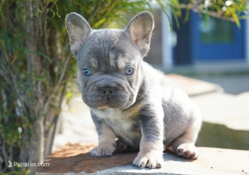 Bruno  – French Bulldog puppy for sale in Millersburg, IN