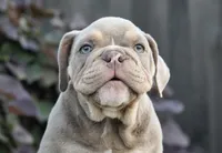 Diesel , a male English Bulldog and Olde English Bulldogge for sale in Millersburg, IN – 3 of 4