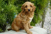 Honey, a female Goldendoodle for sale in Millersburg, IN – 3 of 4
