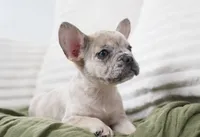 Winston, a female French Bulldog for sale in Millersburg, IN – 7 of 7