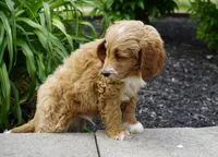 Waffle, a male Goldendoodle for sale in Millersburg, IN – 4 of 4