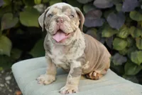 Chester, a male English Bulldog and Olde English Bulldogge for sale in Millersburg, IN – 3 of 5