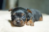 Buttons, a male Yorkshire Terrier for sale in Millersburg, IN – 4 of 4