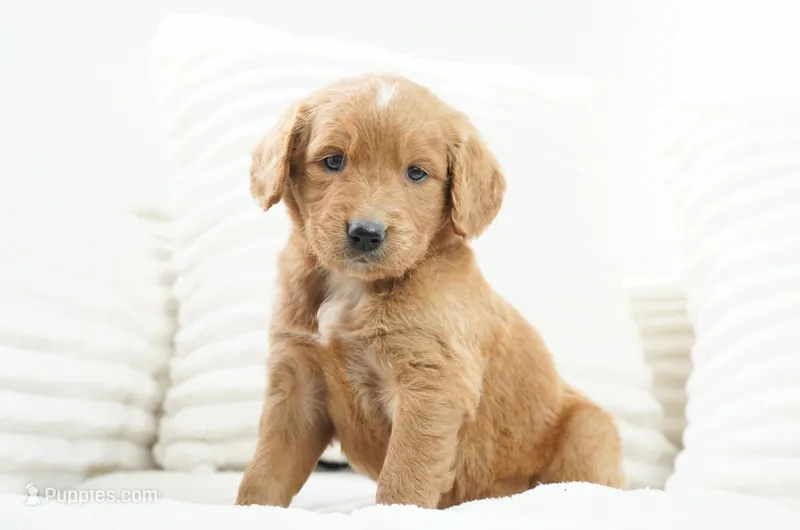 Alexis  – Goldendoodle puppy for sale in Millersburg, IN