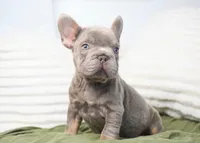 Milo, a male French Bulldog for sale in Millersburg, IN – 2 of 5