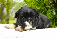 Panda, a male French Bulldog for sale in Millersburg, IN – 3 of 8
