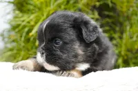 Panda, a male French Bulldog for sale in Millersburg, IN – 2 of 8