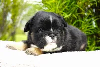 Panda, a male French Bulldog for sale in Millersburg, IN – 5 of 8