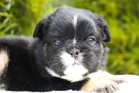 Panda, a male French Bulldog for sale in Millersburg, IN – 6 of 8