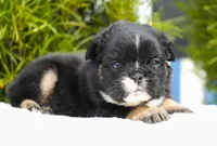 Panda, a male French Bulldog for sale in Millersburg, IN – 4 of 8