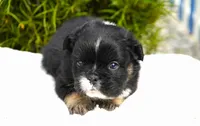Panda, a male French Bulldog for sale in Millersburg, IN – 1 of 8