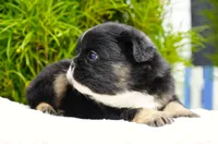 Panda, a male French Bulldog for sale in Millersburg, IN – 8 of 8