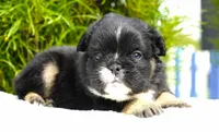 Panda, a male French Bulldog for sale in Millersburg, IN – 7 of 8