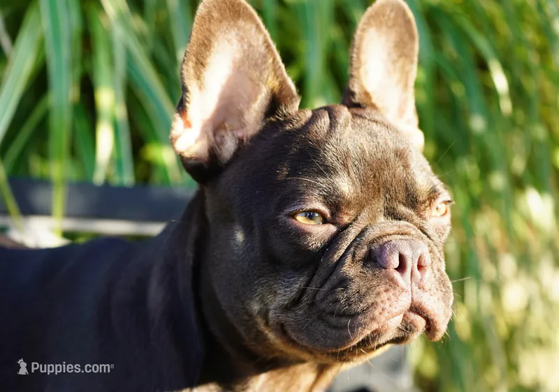 Olivia – French Bulldog puppy for sale in Millersburg, IN