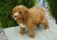 Berry, a male Goldendoodle for sale in Millersburg, IN – 4 of 10