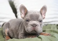Milo, a male French Bulldog for sale in Millersburg, IN – 4 of 5