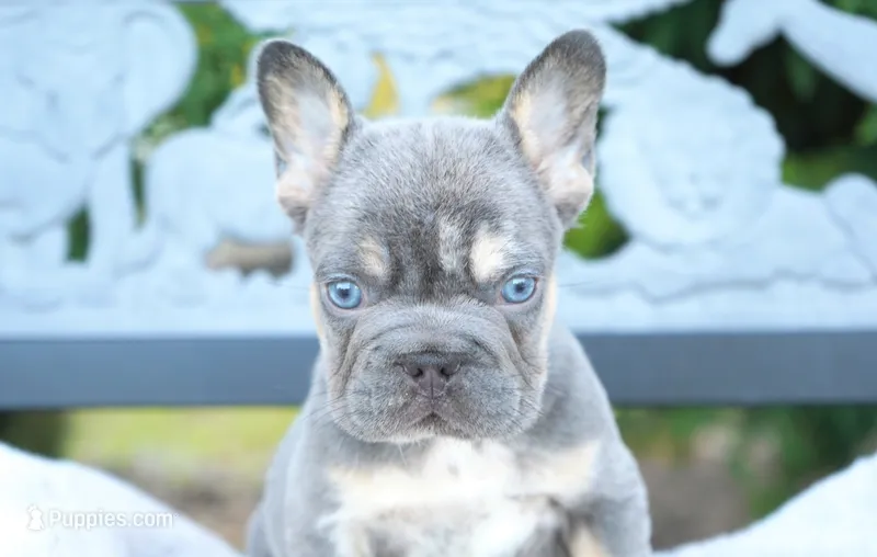 Bruno  – French Bulldog puppy for sale in Millersburg, IN