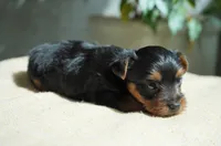 Winnie, a female Yorkshire Terrier for sale in Millersburg, IN – 5 of 6