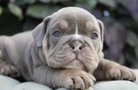 Diesel , a male English Bulldog and Olde English Bulldogge for sale in Millersburg, IN – 2 of 4