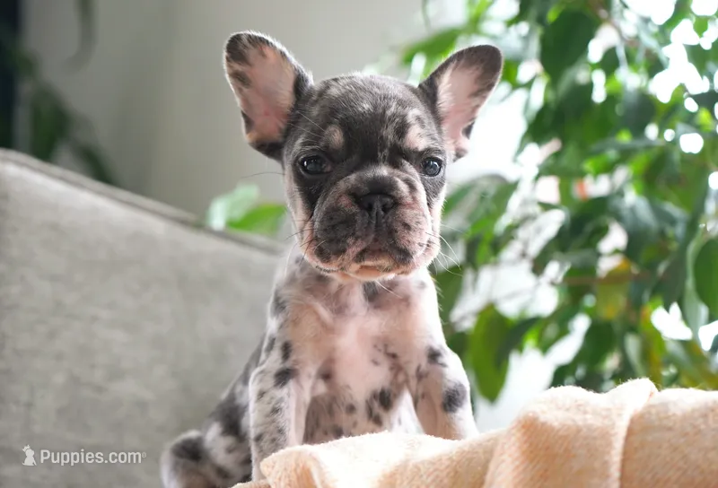 Tipper  – French Bulldog puppy for sale in Millersburg, IN