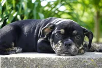 Eleanor , a female English Bulldog and Olde English Bulldogge for sale in Millersburg, IN – 5 of 5