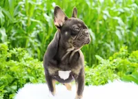 Olivia, a female French Bulldog for sale in Millersburg, IN – 3 of 4