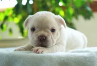 Benjamin , a male French Bulldog for sale in Millersburg, IN – 2 of 3