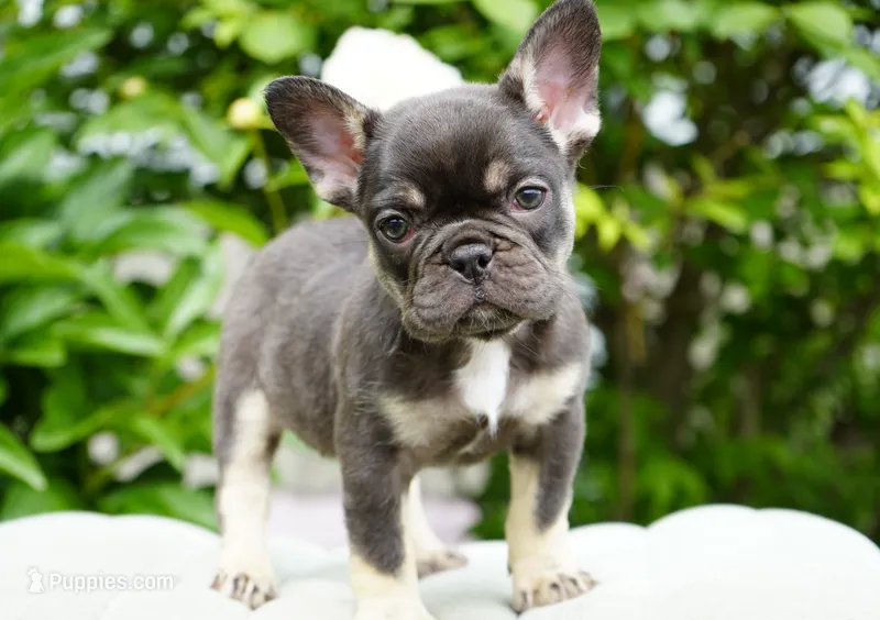Truffle  – French Bulldog puppy for sale in Millersburg, IN