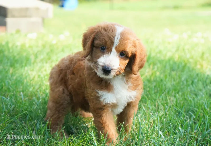 Nala  – Goldendoodle puppy for sale in Millersburg, IN