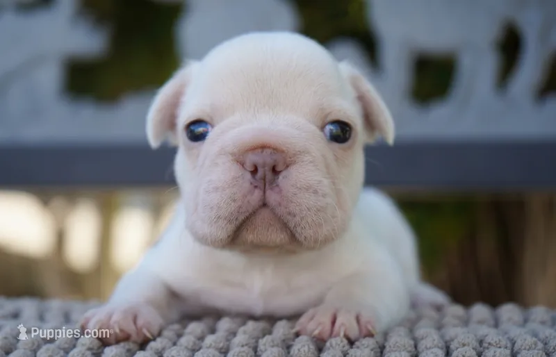 Calypso – French Bulldog puppy for sale in Millersburg, IN