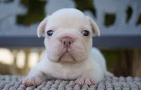 Calypso, a female French Bulldog for sale in Millersburg, IN – 1 of 4